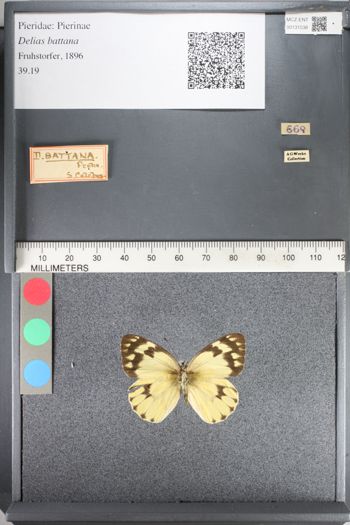 Media type: image;   Entomology 131538